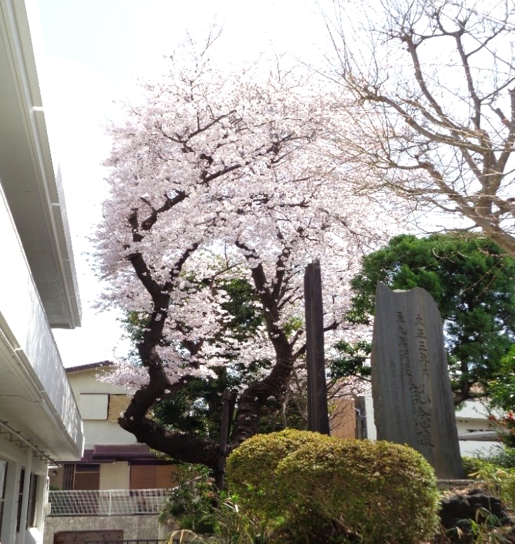 社会福祉センター桜（南側）