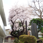 東村山社会福祉センター桜の木