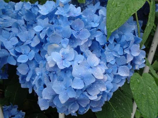 梅雨入り 紫陽花