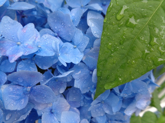 梅雨入り 紫陽花