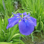 菖蒲の花