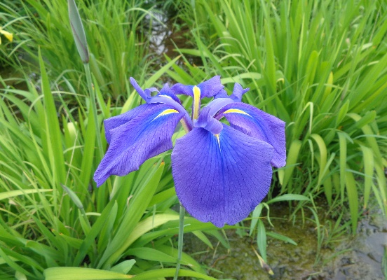 北山公園の菖蒲まつり
