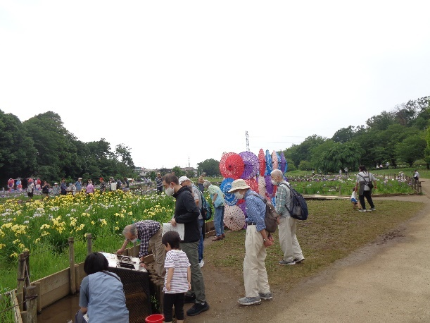 北山公園の菖蒲まつり 散策