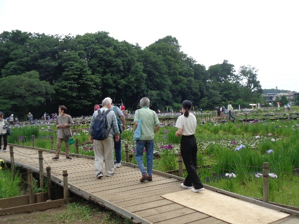 北山公園の菖蒲まつり 散策