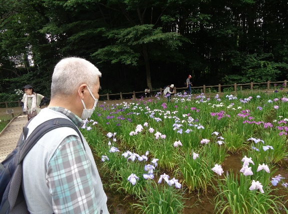 北山公園の菖蒲まつり 散策