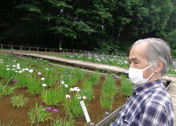 北山公園の菖蒲まつり 散策